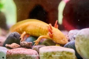 Villa Atl te invita a celebrar el Día Nacional del Ajolote con estas actividades en Puebla