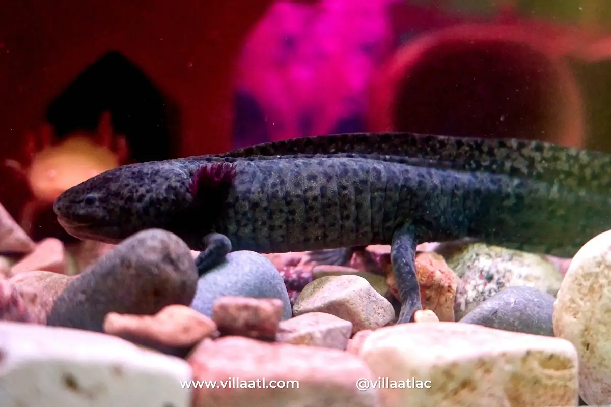 Villa Atl te invita a celebrar el Día Nacional del Ajolote con estas actividades en Puebla