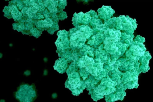 que es el norovirus