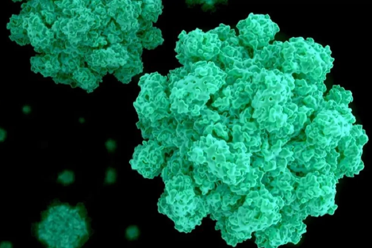 ¿Qué es el norovirus? El brote que encendió las alarmas en Estados Unidos 1 que es el norovirus
