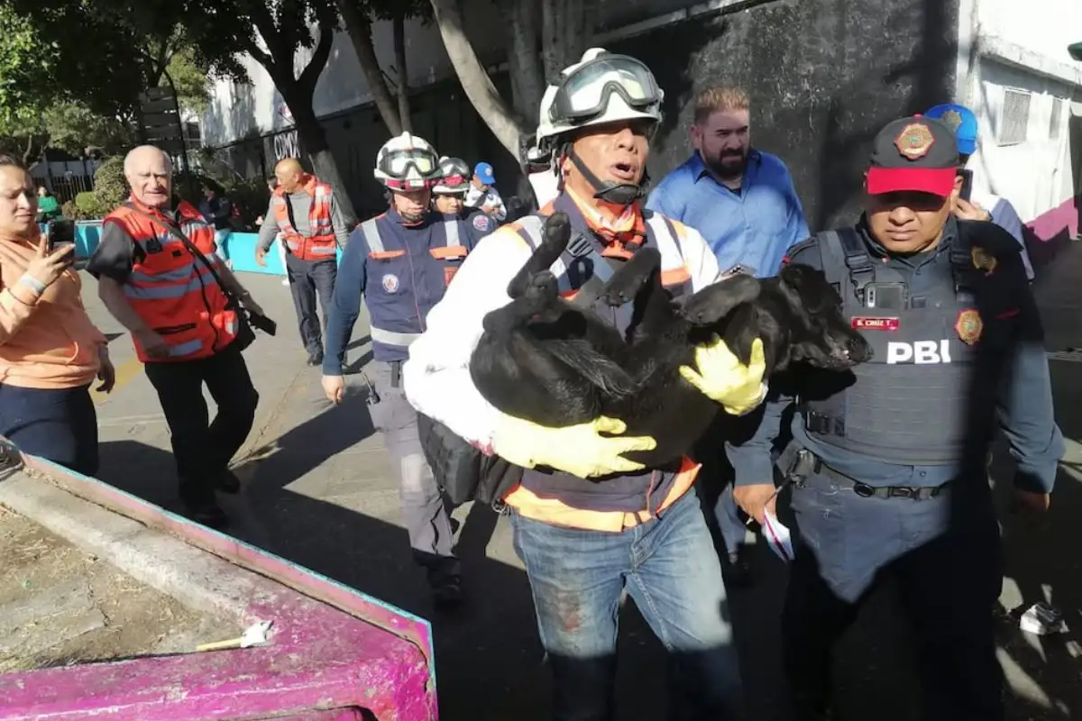 Rescatan a perrita atrapada en el Metro de la CDMX 1 Rescatan a perrita atrapada en el Metro de la CDMX