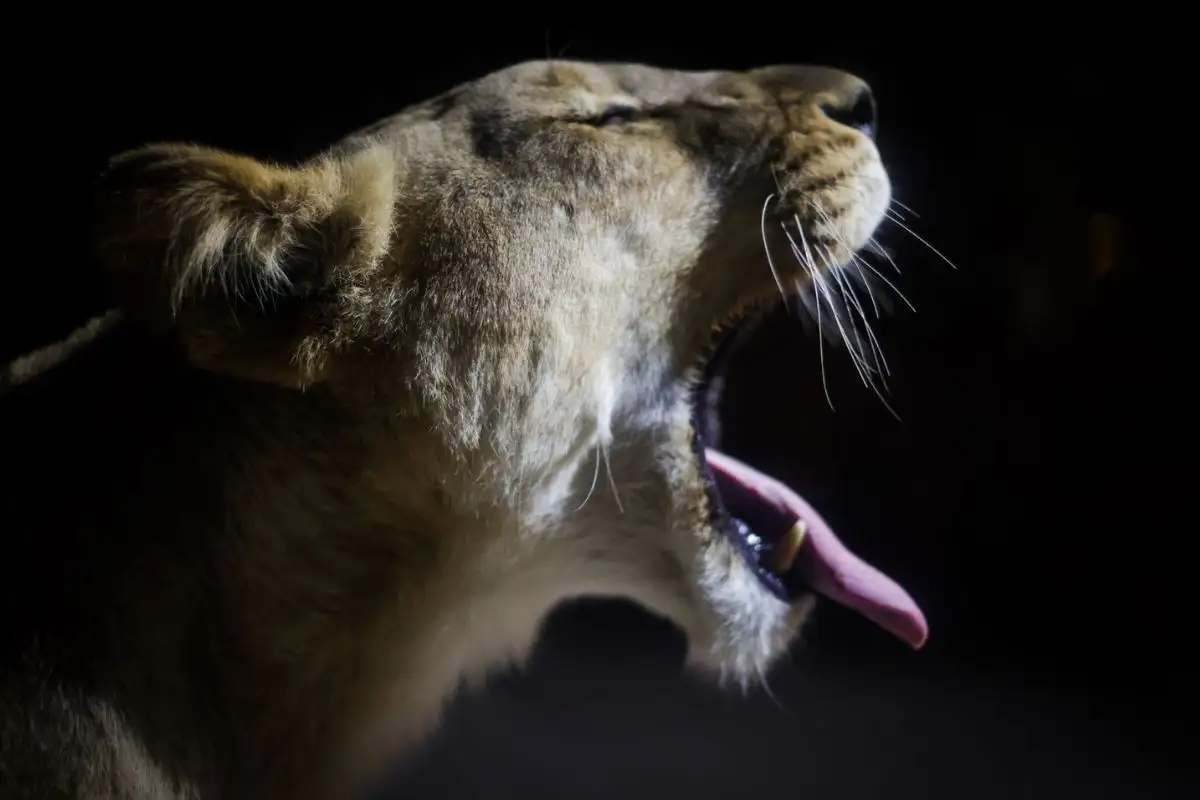 Safari Nocturno de Africam Safari: horarios, costos y lo que te espera