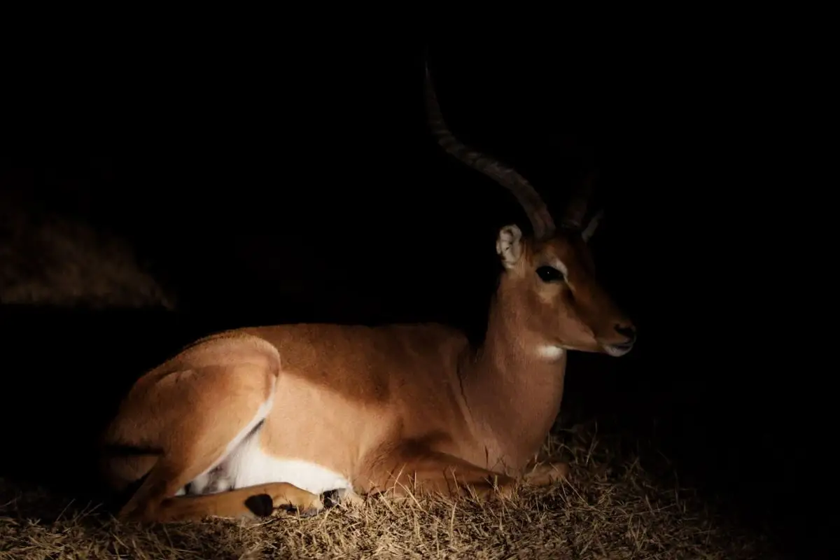 Safari Nocturno de Africam Safari: horarios, costos y lo que te espera