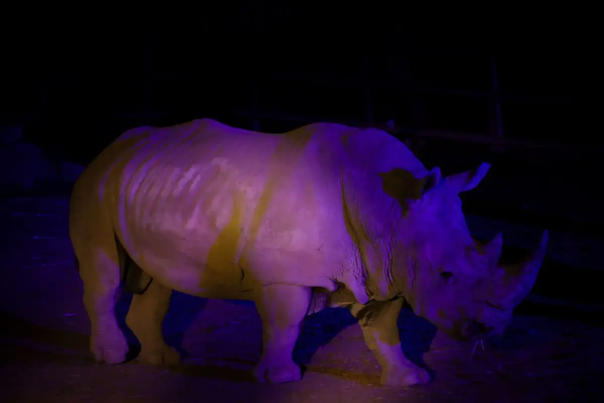 Safari Nocturno de Africam Safari: horarios, costos y lo que te espera