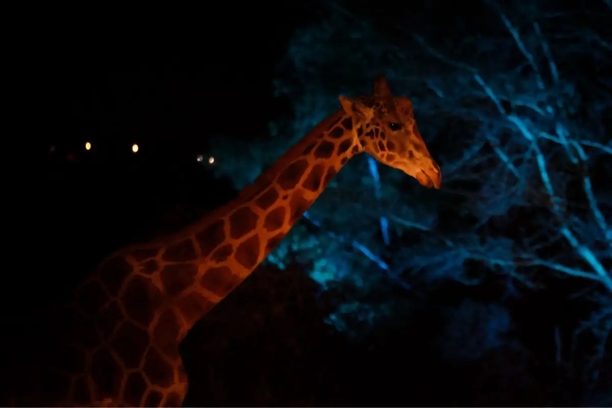 Safari Nocturno de Africam Safari: horarios, costos y lo que te espera