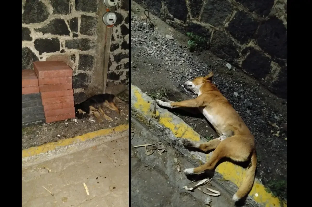 Ayuntamiento de Atlixco no tolerará maltrato animal tras caso en Axocopan