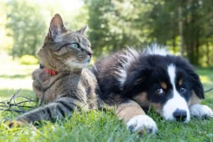 CURP para mascotas Así puedes hacer el trámite obligatorio