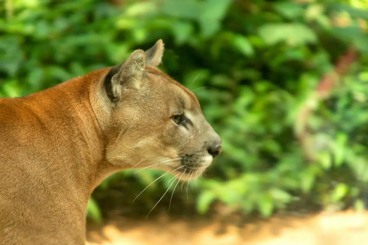 Capturan a puma en Tehuacán