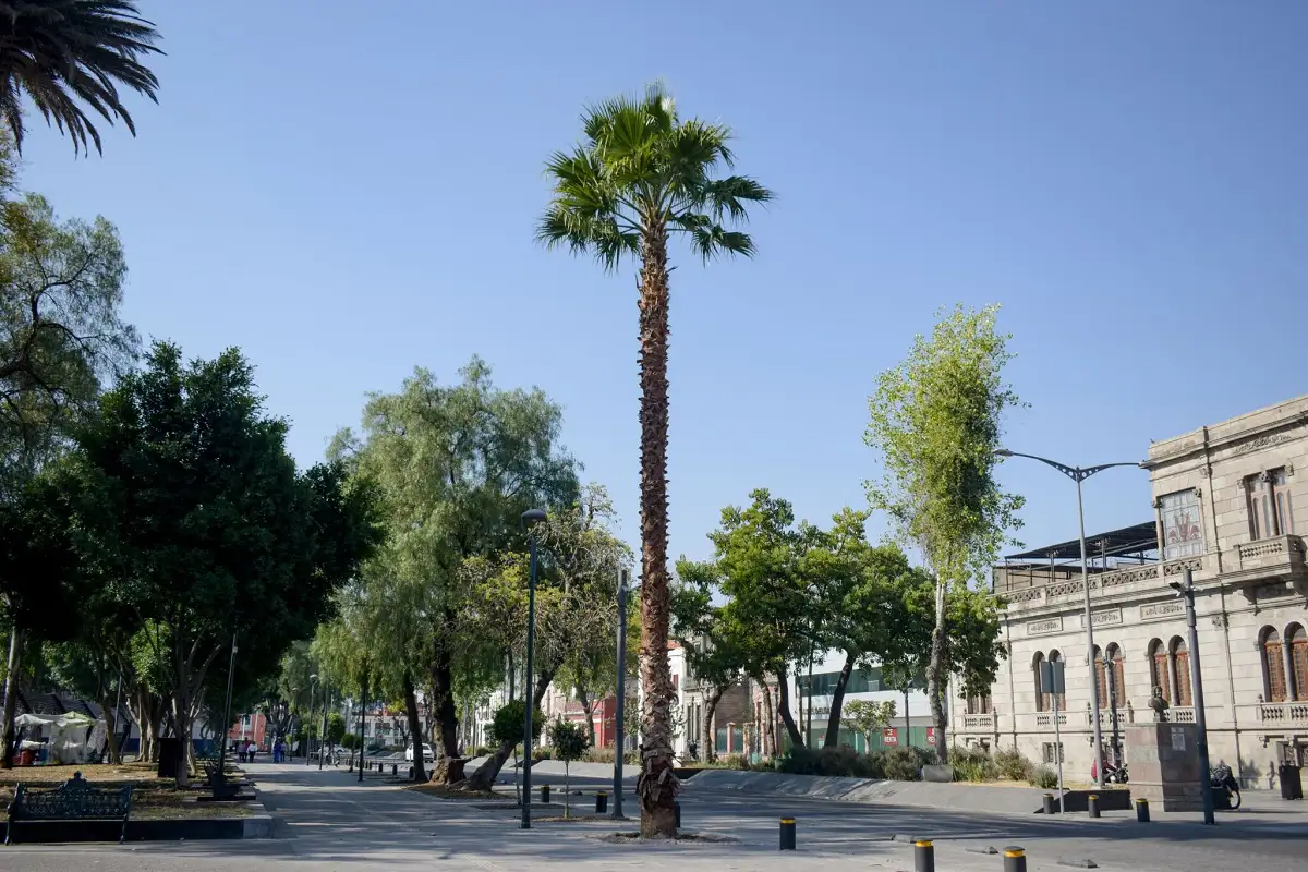 Derribarán palmeras para colocar árboles en Paseo Bravo