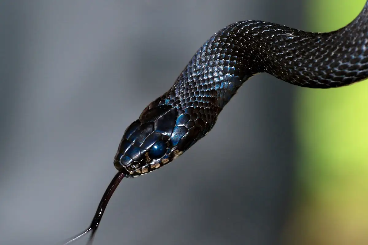 Descubren nido con 102 serpientes venenosas en patio de una casa en Australia