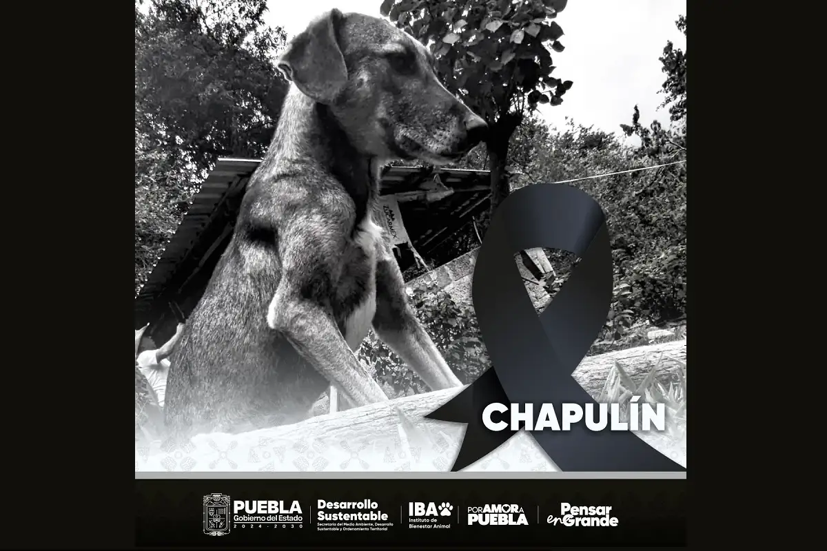 Investigan crueldad animal en Tetela de Ocampo: Asesinan a un perro a balazos 1 Investigan crueldad animal en Tetela de Ocampo