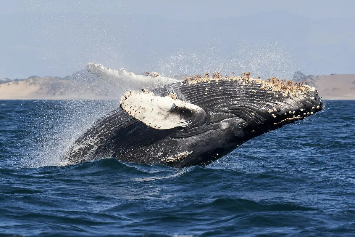 VIDEO: Joven es tragado y expulsado por una ballena jorobada en el estrecho de Magallanes 1 Joven es tragado y expulsado por una ballena jorobada en el estrecho de Magallanes