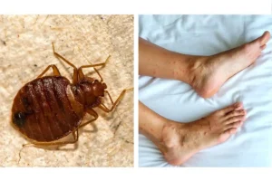Las chinches, el insecto que causa la enfermedad de Chagas
