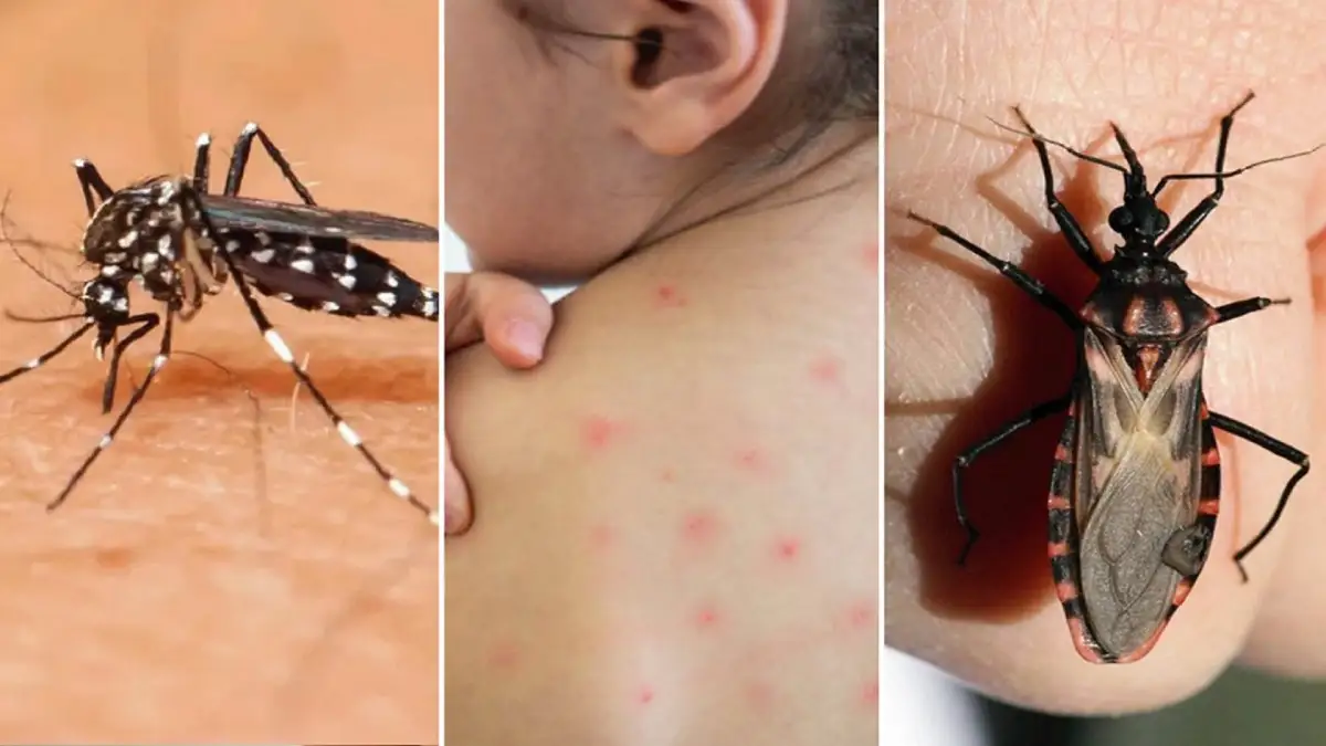 Las chinches, el insecto que causa la enfermedad de Chagas