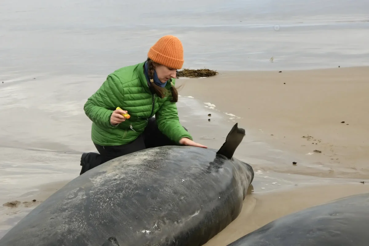 Las tristes imágenes de más de 150 ballenas varadas en una playa de Tasmania