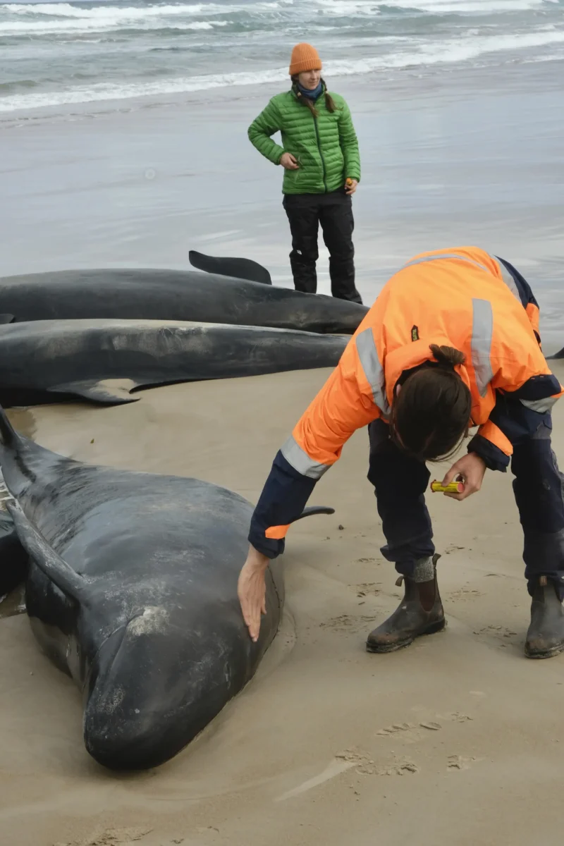 Las tristes imágenes de más de 150 ballenas varadas en una playa de Tasmania