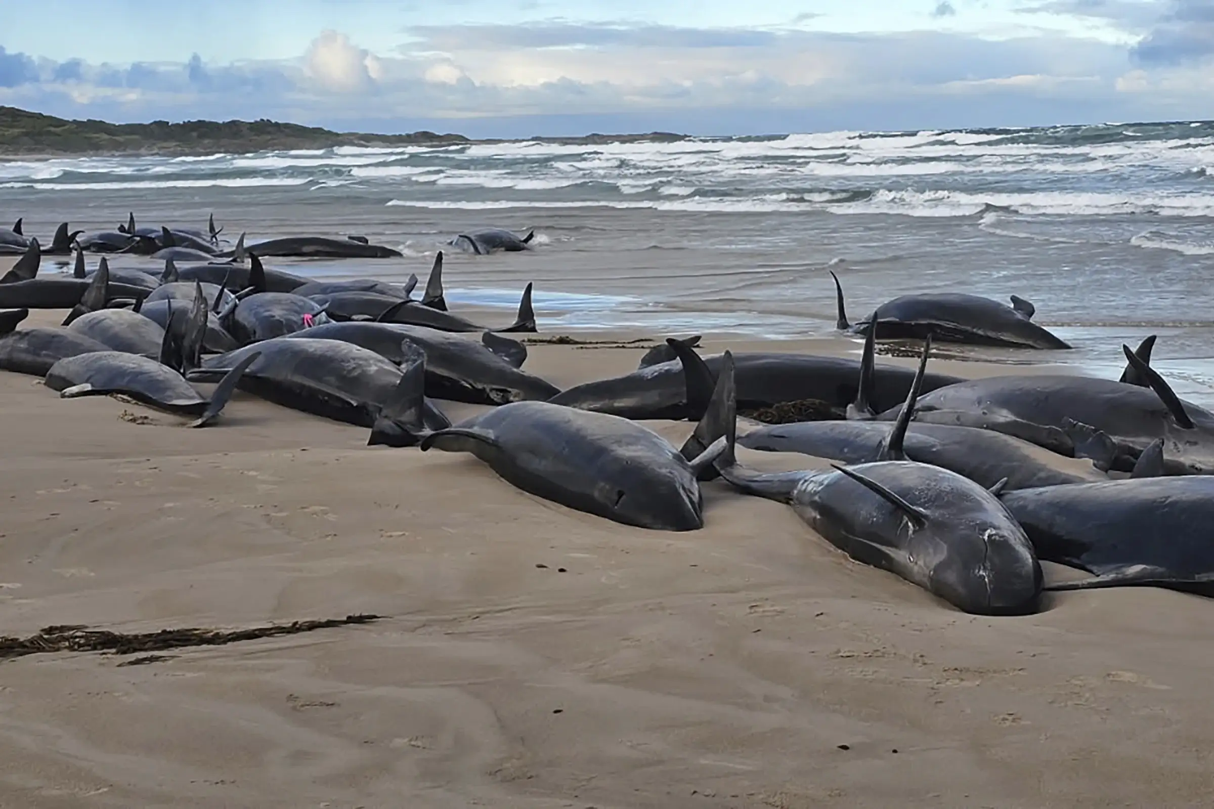 Impresionante: Las tristes imágenes de más de 150 ballenas varadas en una playa de Tasmania 1 Las tristes imágenes de más de 150 ballenas varadas en una playa de Tasmania