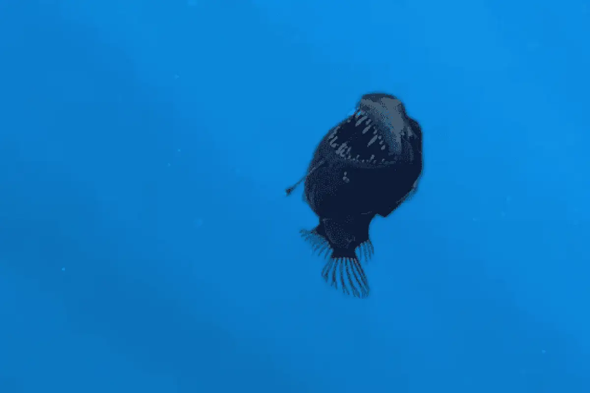 Muere pez diablo negro antes de ser rescatado