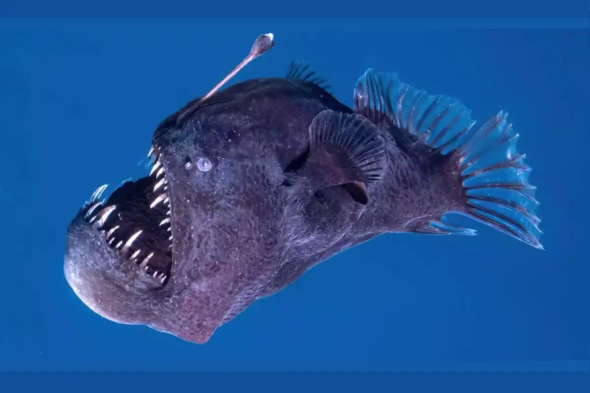Muere pez diablo negro antes de ser rescatado 1 Muere pez diablo negro antes de ser rescatado