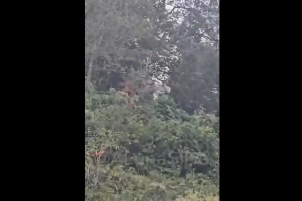 VIDEO: Escondidos entre los árboles, saqueadores acechan tráileres en la autopista Xalapa-Perote 1 VIDEO Escondidos entre los árboles, saqueadores acechan tráileres en la autopista Xalapa-Perote
