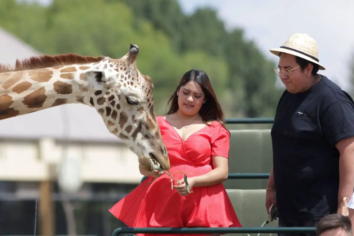 Africam Safari te regala la entrada si te llamas Benito… y cada lunes habrá más promos
