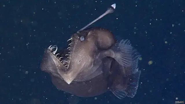 Así despiden las redes al pez diablo negro que murió en España