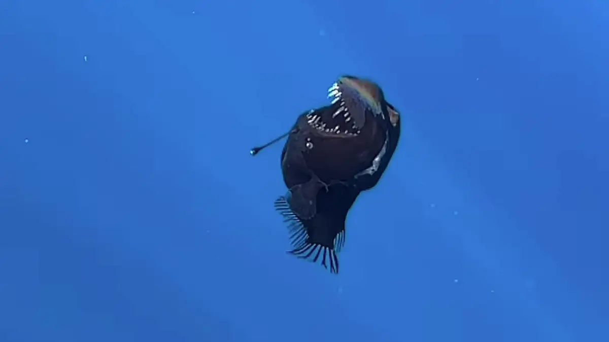 Así despiden las redes al pez diablo negro que murió en España