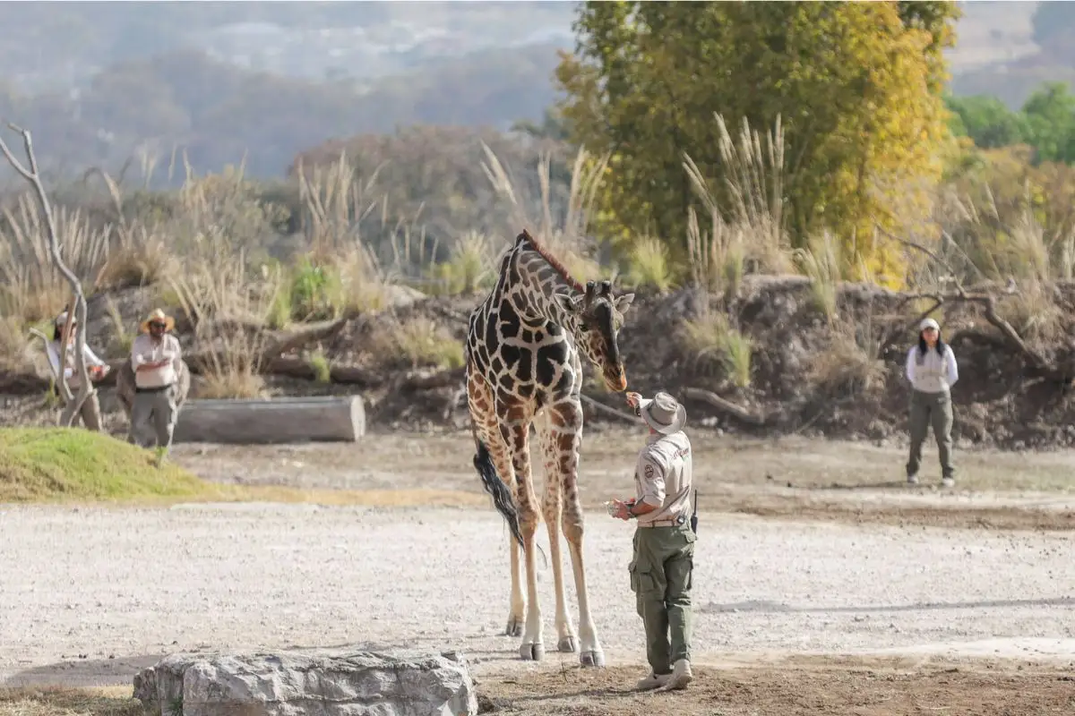 ¿Dónde ver el documental de la jirafa Benito y cuándo se estrena?