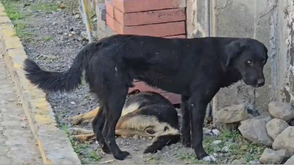 Ayuntamiento de Atlixco no tolerará maltrato animal tras caso en Axocopan