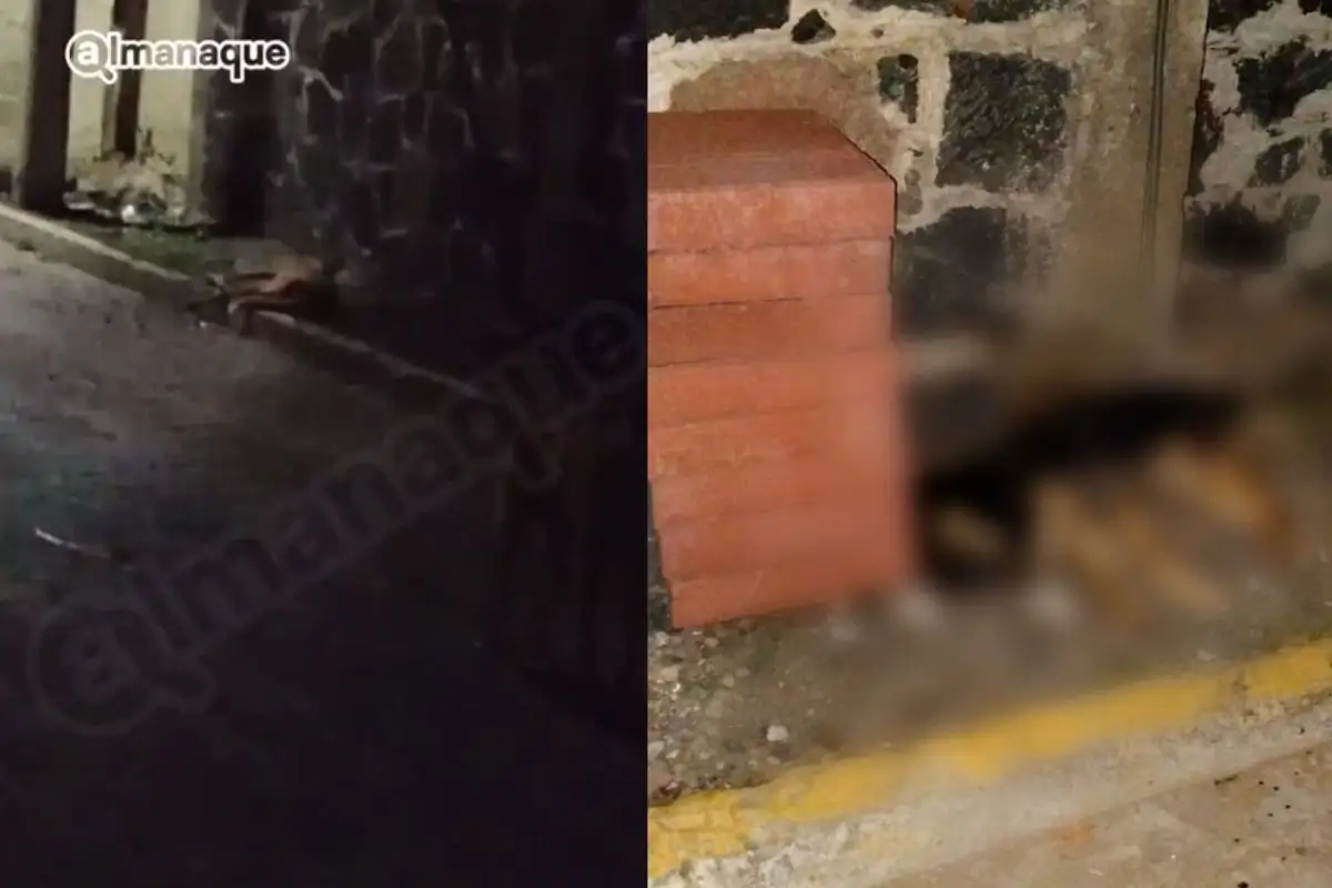 Ayuntamiento de Atlixco denuncia caso de crueldad animal en Axocopan 1 Denuncian caso de perros envenenados en Axocopan