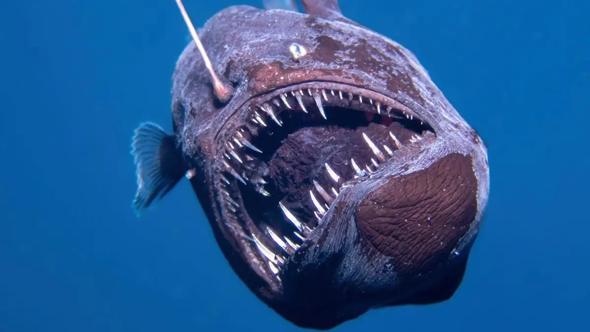 (VIDEO) ¡Inédito! Captan a pez diablo negro en aguas pocas profundas por primera vez