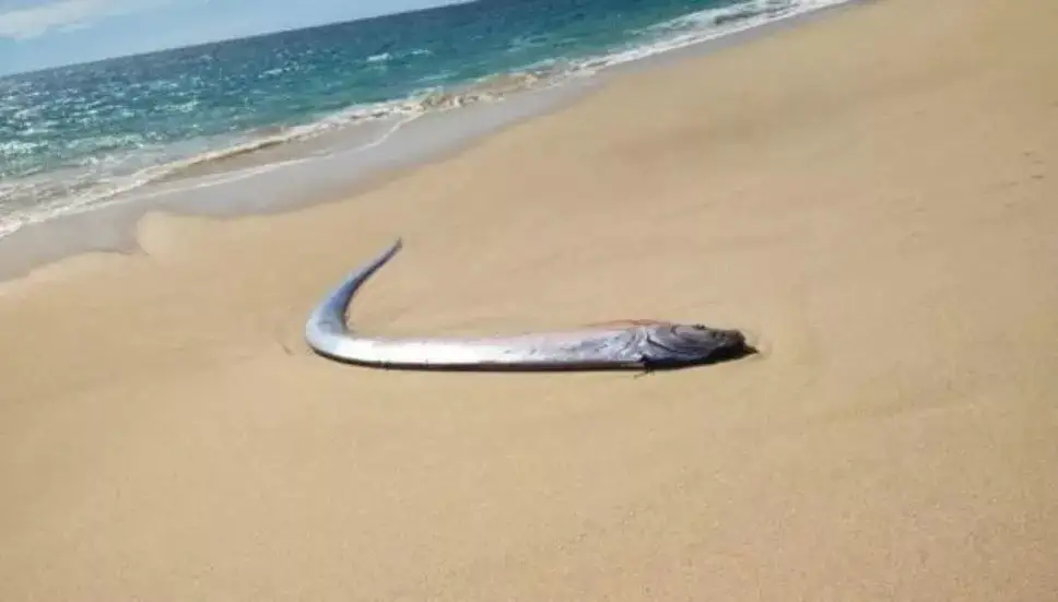 Aparece pez remo en Baja California: ¿por qué es considerado mal presagio?