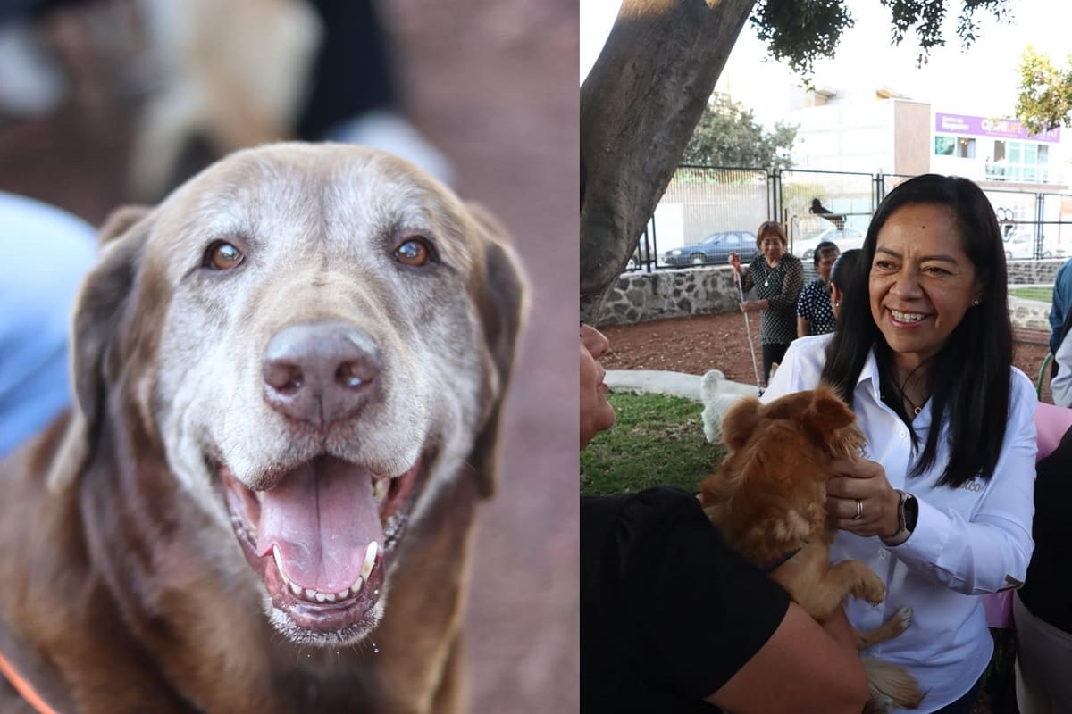 ¡Queremos ir! Atlixco estrena su primer parque para mascotas 2 El Ayuntamiento de Atlixco inauguró el primer parque para mascotas