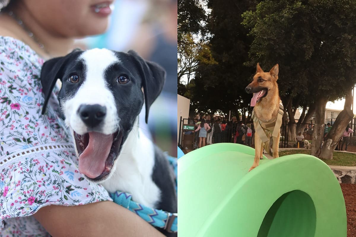 ¡Queremos ir! Atlixco estrena su primer parque para mascotas 7 El Ayuntamiento de Atlixco inauguró el primer parque para mascotas