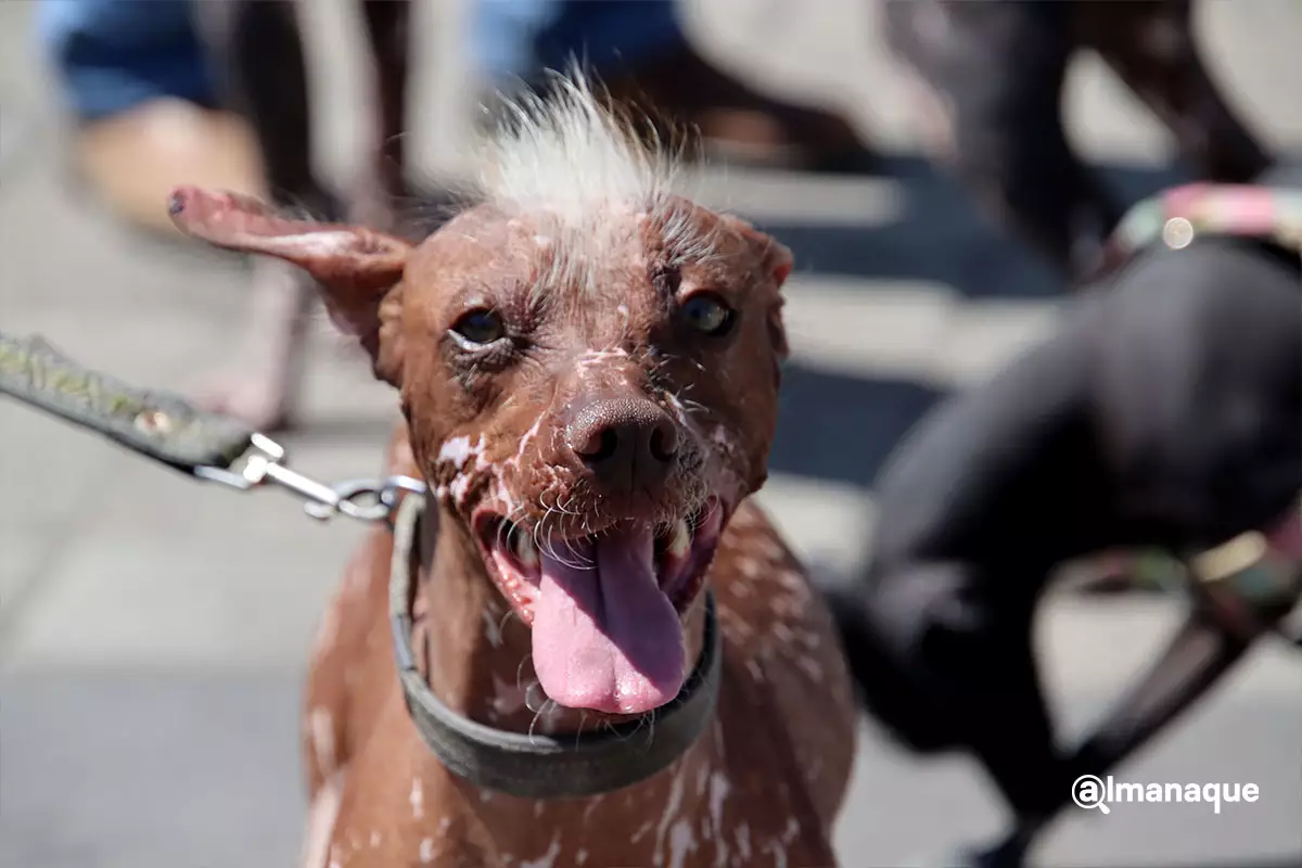 Concluye con exito el Festival Equinoccio 2025 en San Pedro Cholula 7