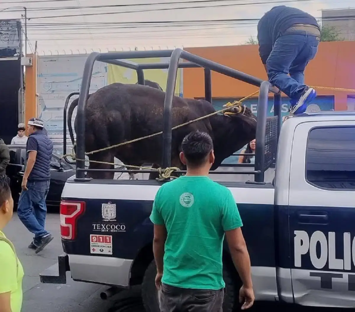 VIDEO: Toros invaden la carretera Lechería-Texcoco y sorprenden a automovilistas