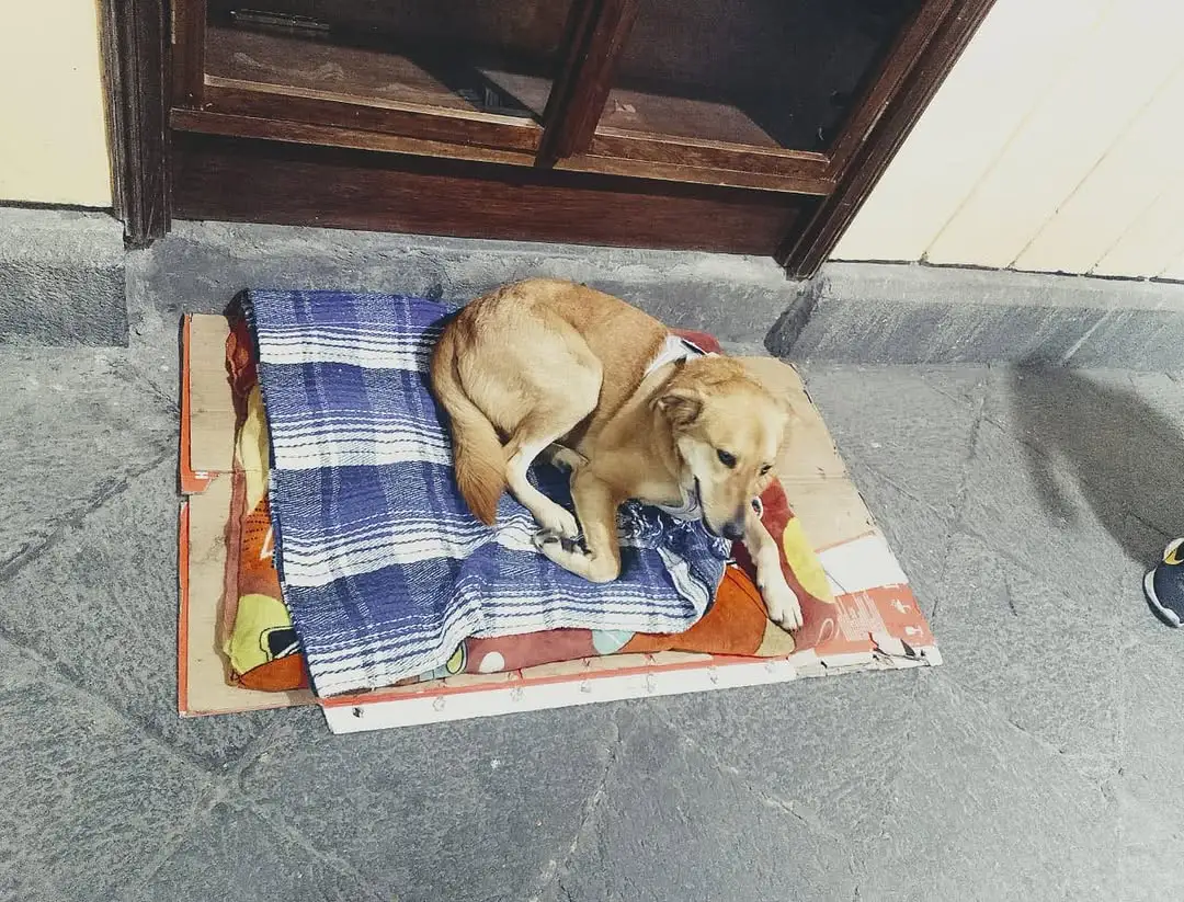 Carolino la mascota de Filosofía de la BUAP es cuidado por DASU