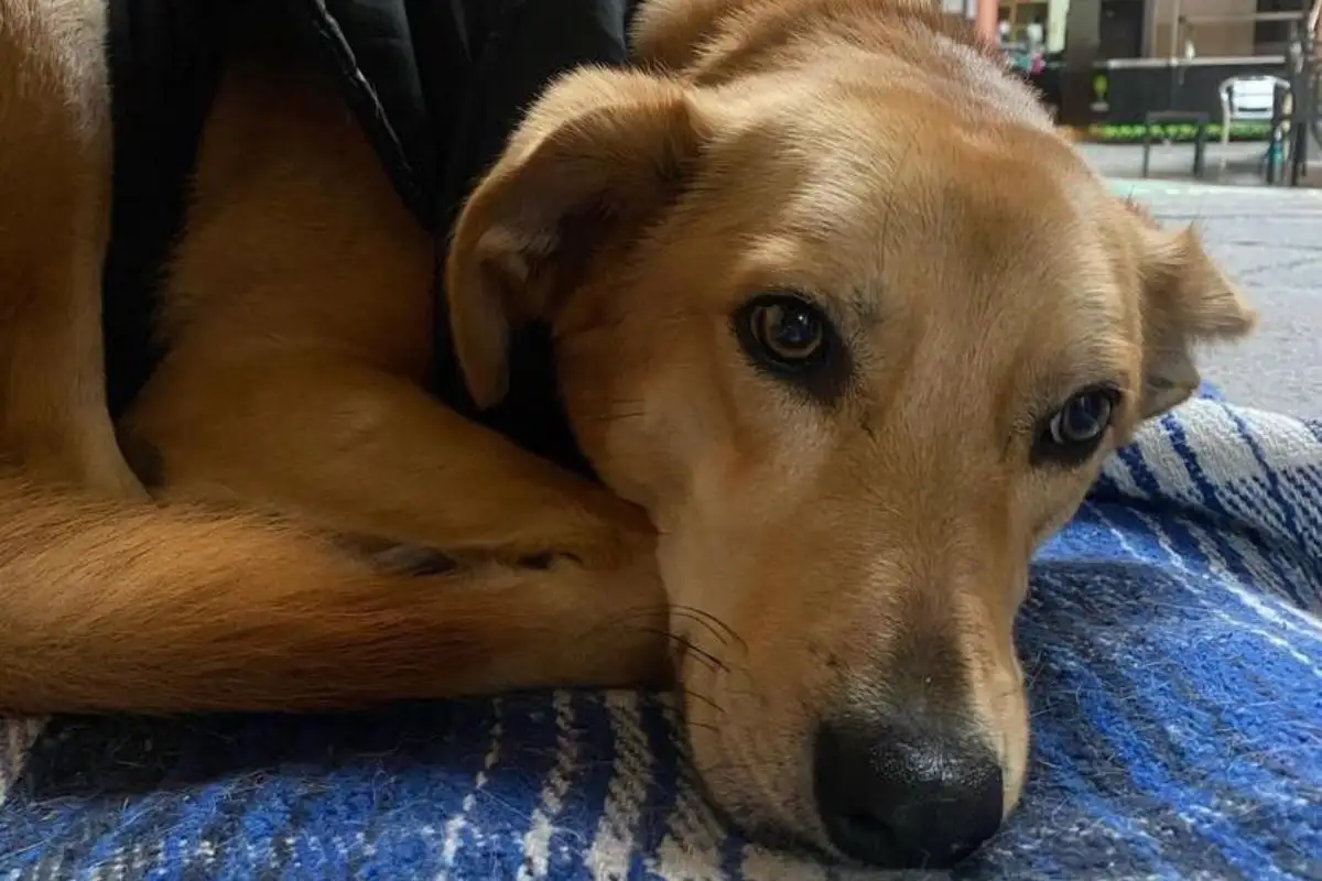 DASU resguardará a Carolino, mascota de Filosofía de la BUAP 1 Carolino la mascota de Filosofía de la BUAP es cuidado por DASU