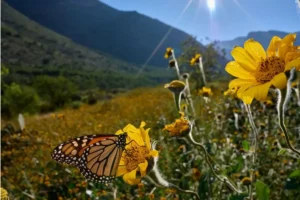 ¿Cuándo entra la primavera 2025?