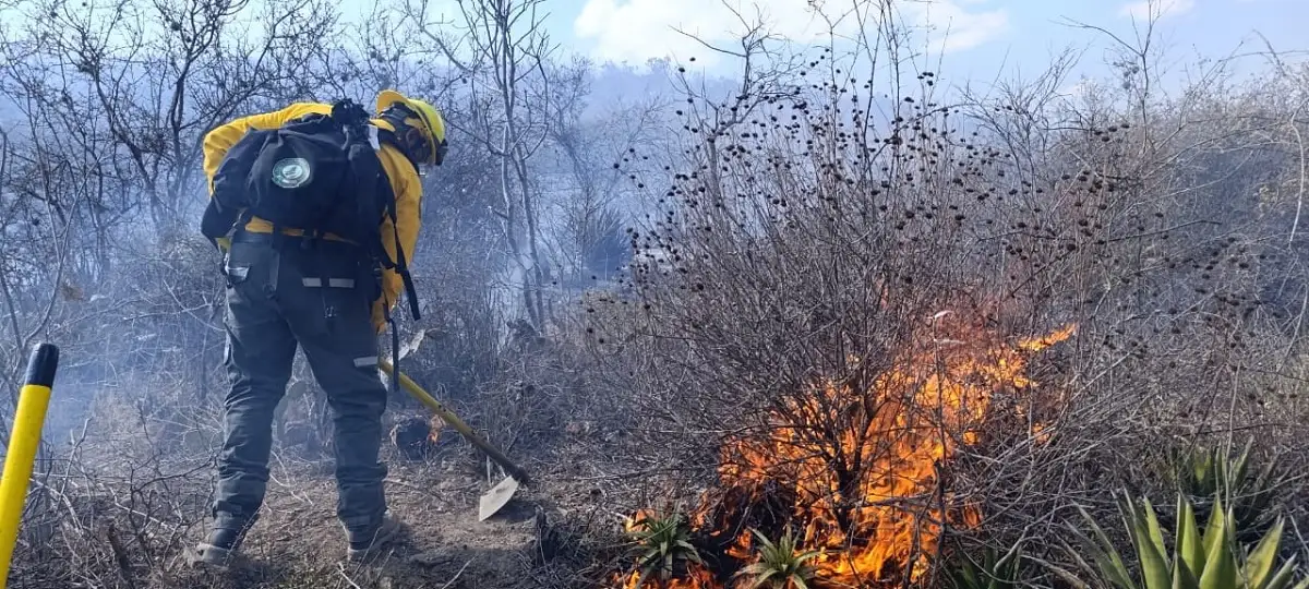Incendio forestal en Tehuacán se encuentra liquidado en un 80%