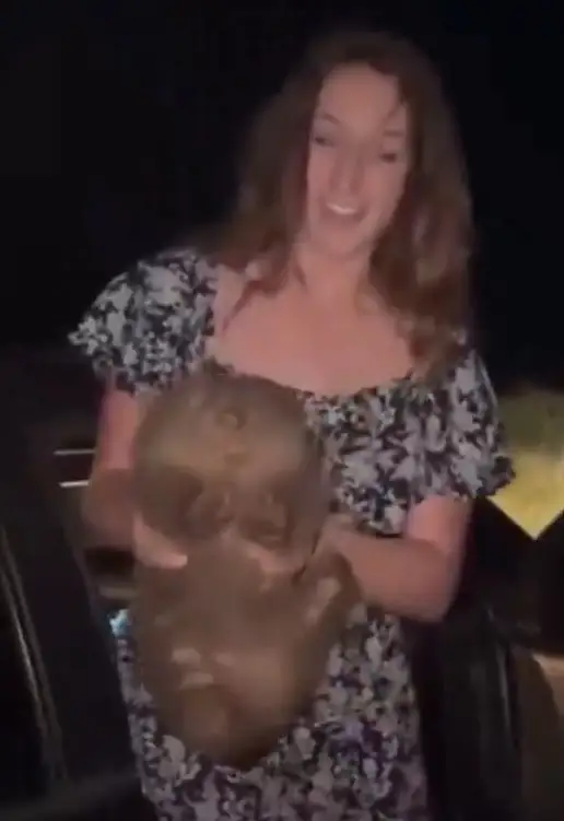 Critican a influencer por arrebatar a bebé wombat a su madre en Australia 3 Critican a influencer por maltratar a cría de wombat