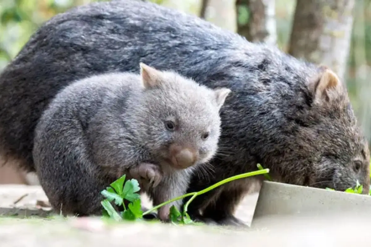 Critican a influencer por arrebatar a bebé wombat a su madre en Australia 1 Critican a influencer por maltratar a cría de wombat
