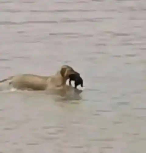 (VIDEO) Perrita salva a su cachorro durante las inundaciones en Reynosa 2 (VIDEO) Perrita salva a su cachorro durante las inundaciones en Reynosa