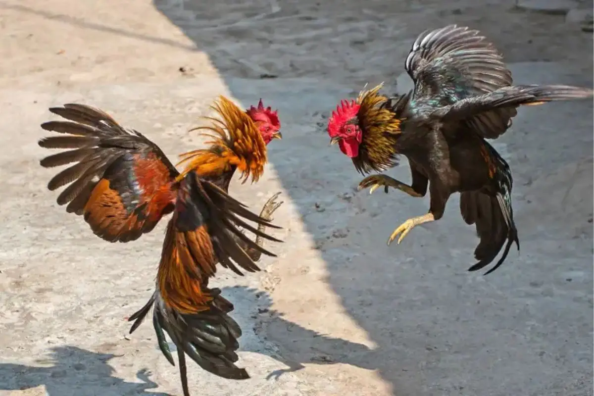 ¿Palenque de Puebla sin peleas de gallos? Esta es la información oficial 1 ¿Palenque de Puebla sin peleas de gallos? Esta es la información oficial