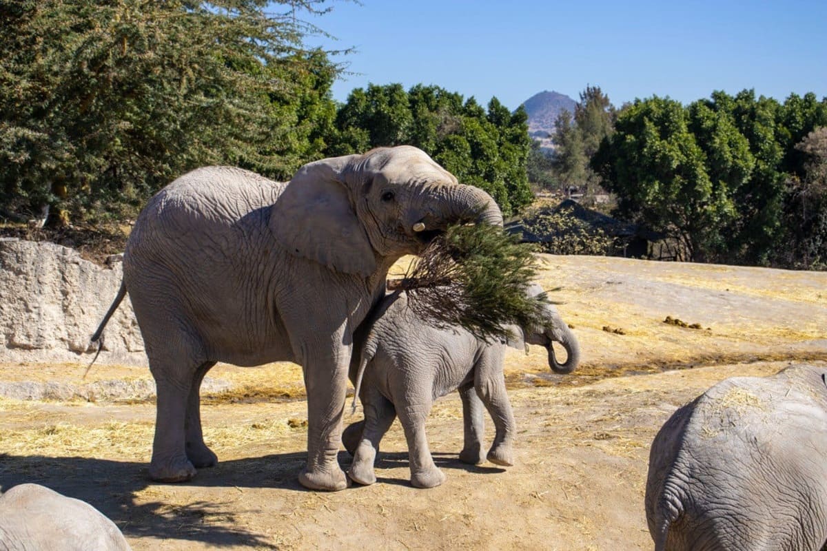 “Verde Navidad” alcanzó su meta: 5,000 árboles reciclados gracias a la ciudadanía 1 verde navidad