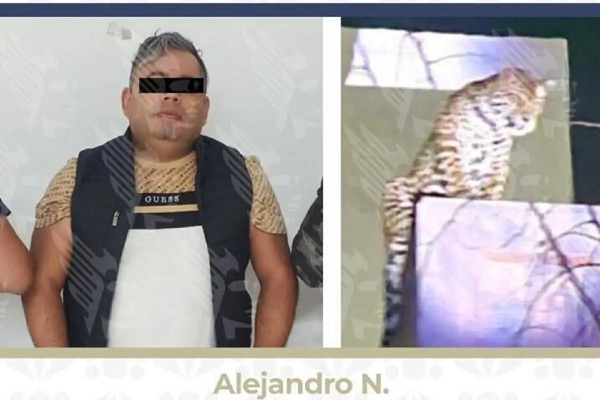 Catean inmueble en San Jerónimo Caleras; aseguran a un hombre y un jaguar 1 Catean inmueble y aseguran un jaguar en San Jerónimo Caleras