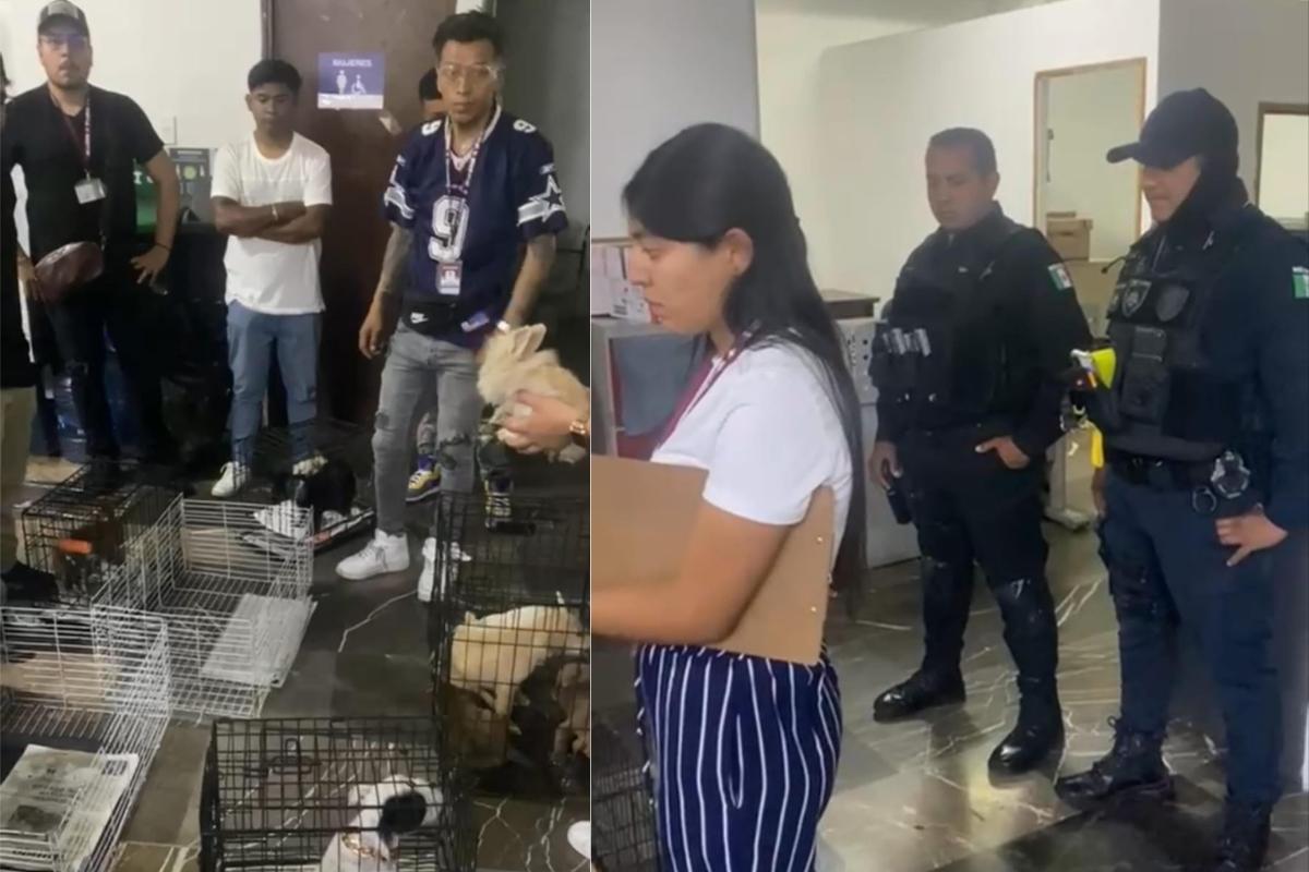 Decomisan 12 animales que eran vendidos en el barrio de Analco