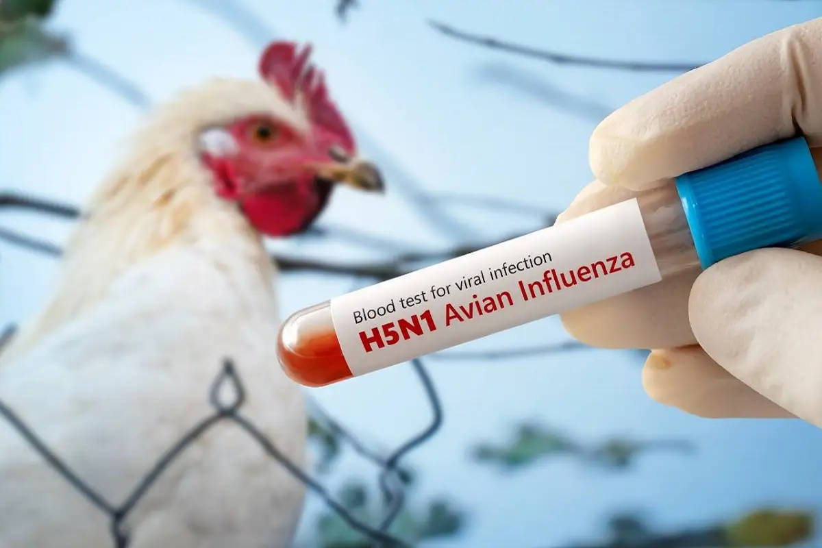 Detectan primer caso humano de influenza aviar en México en una niña de 3 años 1 Detectan primer caso humano de influenza aviar en México en una niña de 3 años
