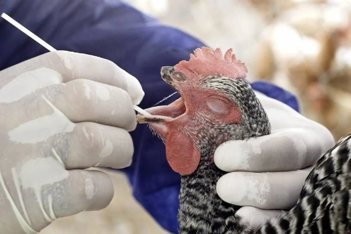 Fallece niña de tres años en Coahuila por influenza aviar A H5N1, el primer caso en México 2 Muere niña contagiada con influenza aviar A H5N1 en Coahuila