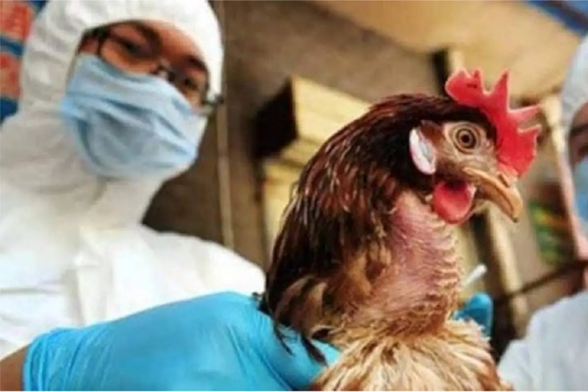 Fallece niña de tres años en Coahuila por influenza aviar A H5N1, el primer caso en México 1 Muere niña contagiada con influenza aviar A H5N1 en Coahuila